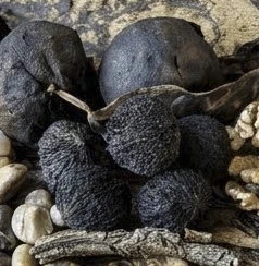 Cacao Ingredient