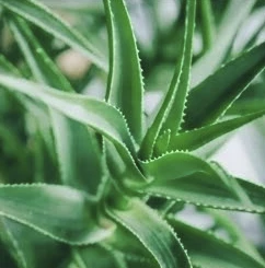 Rhodiola Ingredient